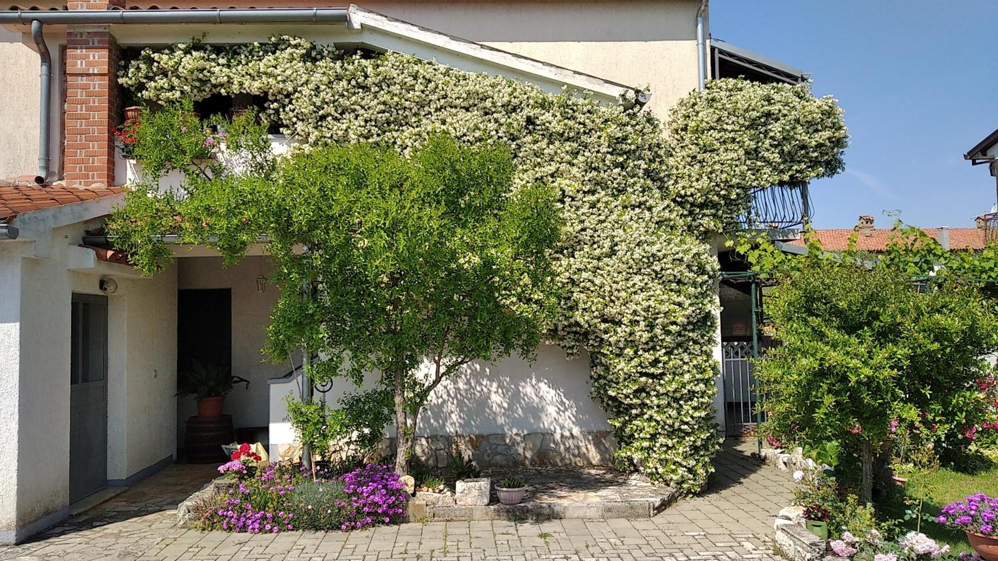 Apartment Sasa Bozac Porec Bagian luar foto